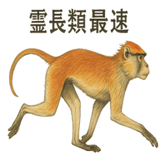 霊長類最速★パタスモンキー！