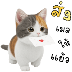 TAMTAM KITTEN WORK 100%