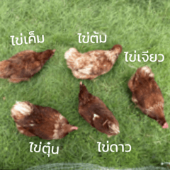 kaikaikaikaikaichicken