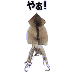 キモ激しく動く！イカ