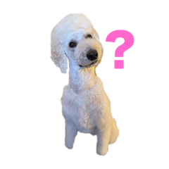 スタンダードプードルのこはる