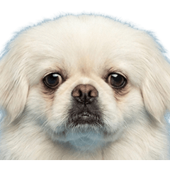 ペキニーズ　実写