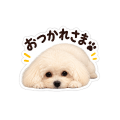 犬の日常pr2