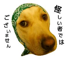 Labrador Retriever_max&snowbell _