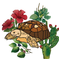 Illustrated guide to tortoise herbivory