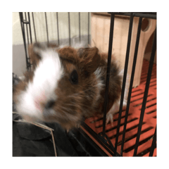 Little Sabaki - the guinea pig