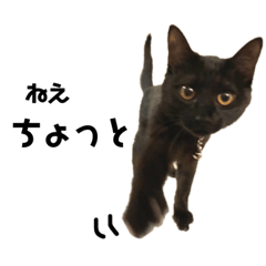 保護っこスタンプ4