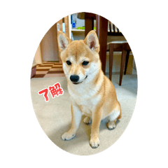 あんこちゃんはなちゃん★