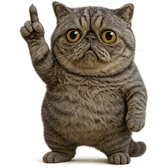 キモブサカワ19(エキゾチックショートヘア)