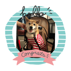 アイラブ❤︎柴犬なな