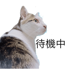 とらくんりんちゃん