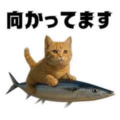 ❤︎茶虎の秋❤︎,,,,,,,,,,