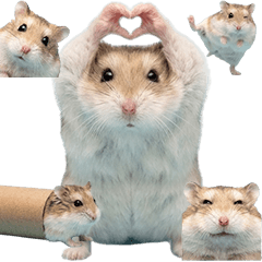 BIG! ロボロフスキーハムスター　実写