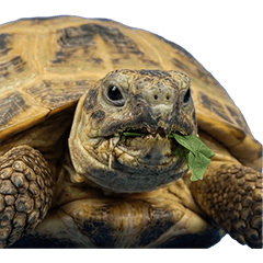 ヨツユビリクガメ　実写