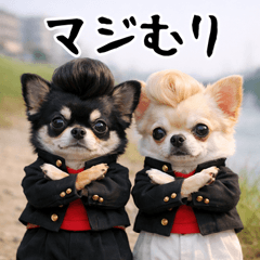 とびだす★ヤンキー★チワワ★不良★犬