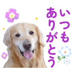 ゴールデンレトリバーりゅう-感謝