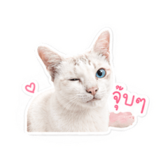 The neighbor cat sudsuay