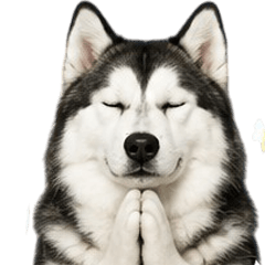 Cute Siberian Husky Sticker V.3