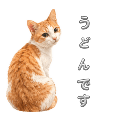 ぼく、うどん