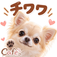 とびだす★チワワ♡カフェ♪犬 いぬ わんこ
