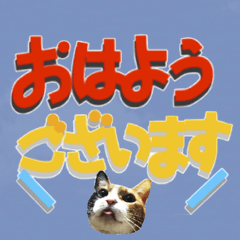 でか文字挨拶（ねこ写真入り）