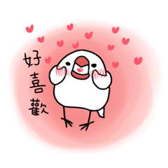 Java sparrow from TAIWAN