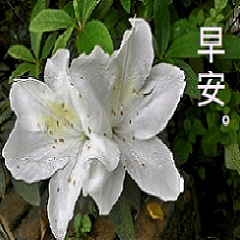 Good morning greeting