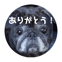 黒パグ〜himemory