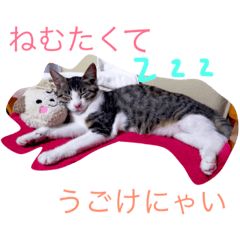 とある田舎町の猫たち