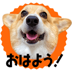 コーギー犬　ゆず