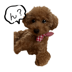 ルルちゃんの毎日挨拶と日常