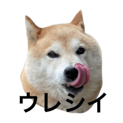 お犬(こんちゃん・日常会話①)