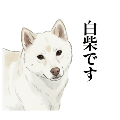 白柴イラストスタンプ