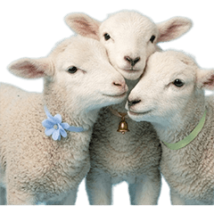 ひつじの赤ちゃん!