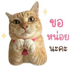 Cat Meow somsom
