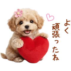 ふわふわマルプー『褒める』