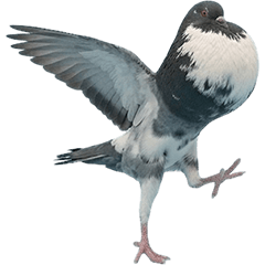 鳩胸がすごい鳩　実写