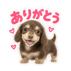 カニンヘンダックスちゃん♡