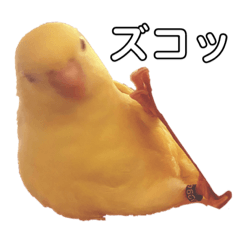 おめでとうインコ　Partトゥリー