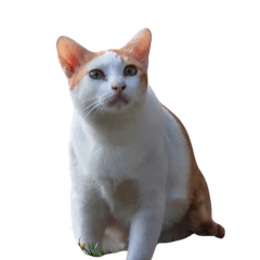 This cat looks very confused.