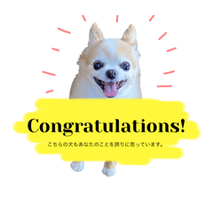 Chihuahua(チフゥアフゥア)