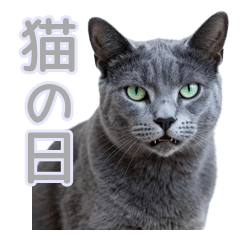 強がりロシアンブルーの塩返信