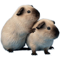 BIG! カリフォルニアンモルモット　実写