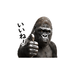 リアルゴリラの本音