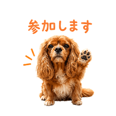 キャバリアルビーとゆる暮らし