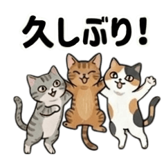 使いまくれる♡日常スタンプ♪色々猫ちゃん