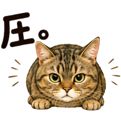 毎日使える☆キジトラ猫のクセつよ返事♪