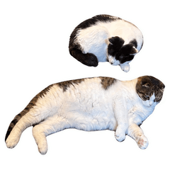 ちょことみんとの毎日
