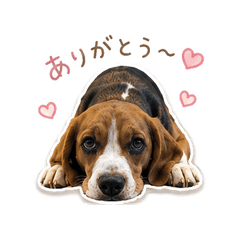 まったりビーグル