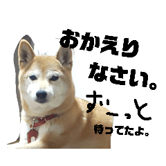 柴犬sunスタンプ